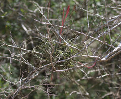 Tillandsia baileyi