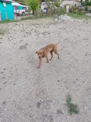 Canis familiaris