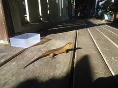 Eutropis multifasciata