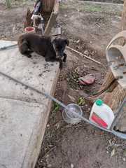 Canis familiaris