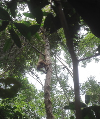 Hylobates albibarbis