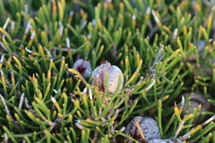 Hakea vittata