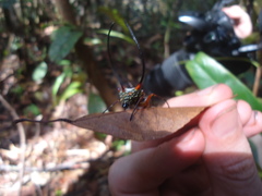 Macracantha