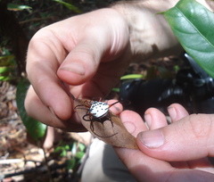 Macracantha