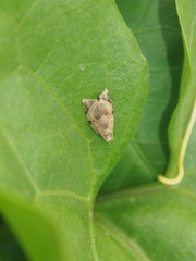 Neocalyptis affinisana