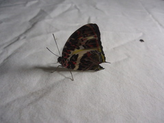 Agatasa calydonia