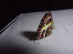 Agatasa calydonia