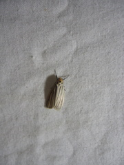 Tigrioides leucanioides