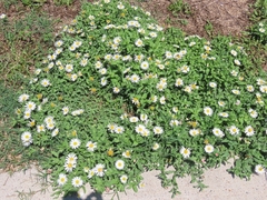 Aphanostephus skirrhobasis thalassius