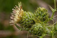 Cirsium parryi