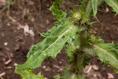Cirsium parryi
