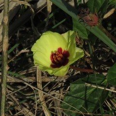 Cienfuegosia drummondii