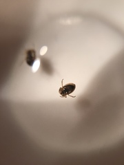 Neoplea striola
