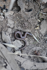 Hemiergis decresiensis