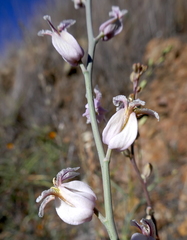 Streptanthus glandulosus albidus