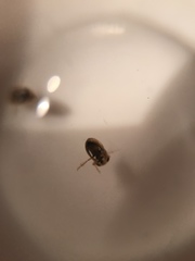 Neoplea striola