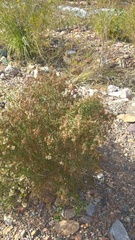 Acanthostyles buniifolius