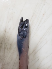 Chain Cusk-Eel photo 2