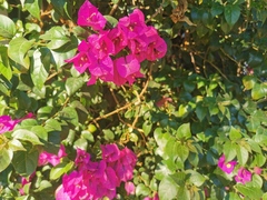 Bougainvillea
