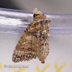 Chlumetia transversa