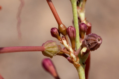 Anulocaulis leiosolenus howardii