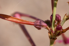 Anulocaulis leiosolenus howardii