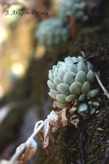 Sedum jarocho