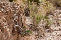 Anulocaulis leiosolenus howardii
