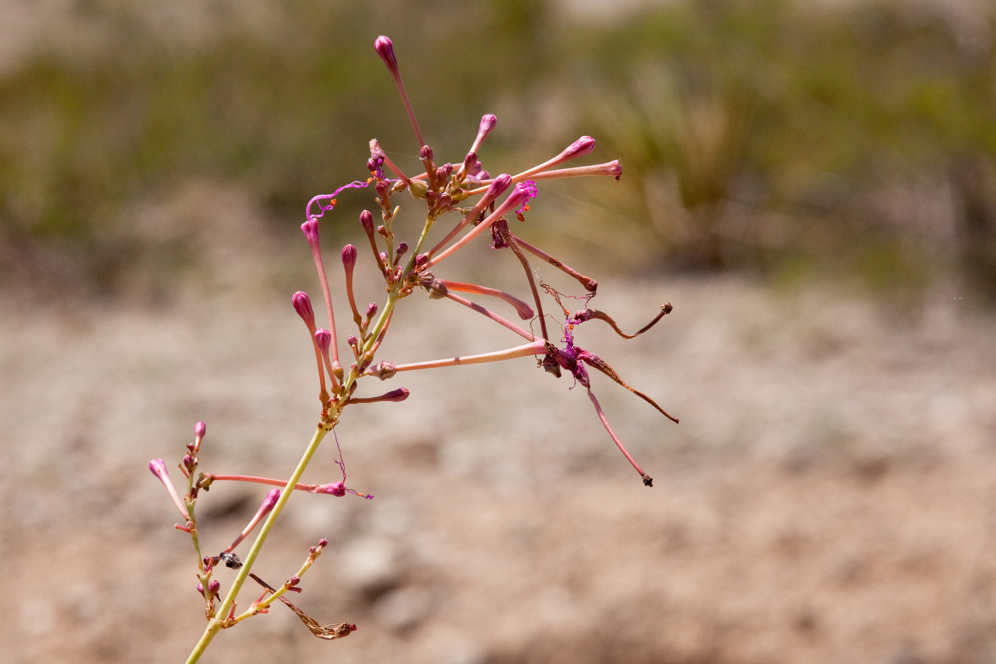 Anulocaulis leiosolenus var. howardii