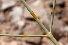 Anulocaulis leiosolenus howardii