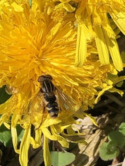 Anasimyia anausis