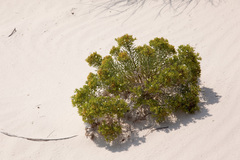 Nama carnosa