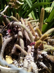 Cleistocactus winteri