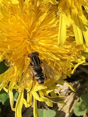 Anasimyia anausis