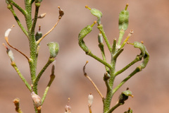 Nerisyrenia hypercorax