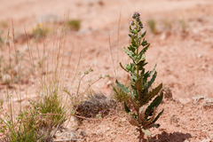 Phacelia sivinskii