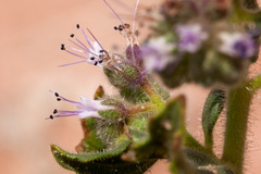 Phacelia sivinskii