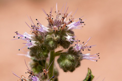 Phacelia sivinskii