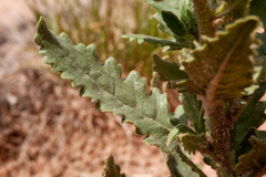 Phacelia sivinskii