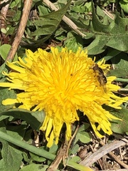 Anasimyia anausis