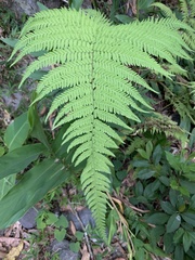 Pteridoideae