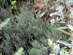 Helichrysum intermedium