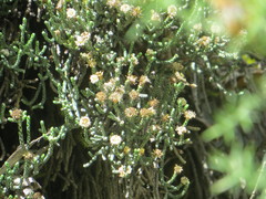 Helichrysum intermedium