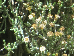 Helichrysum intermedium