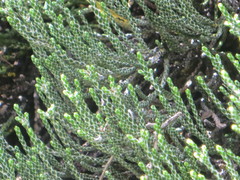 Helichrysum intermedium