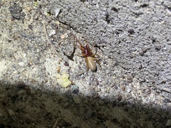 Dysdera crocata