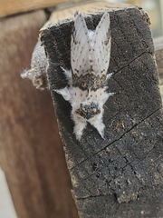 Furcula scolopendrina