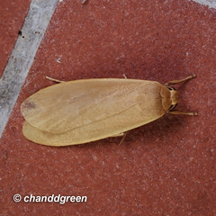 Manulea fuscodorsalis