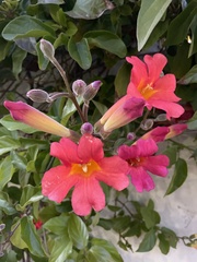 Amphilophium buccinatorium