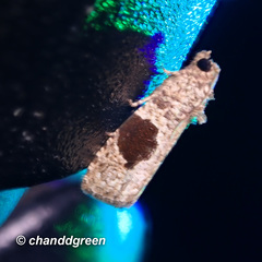 Ophiorrhabda mormopa